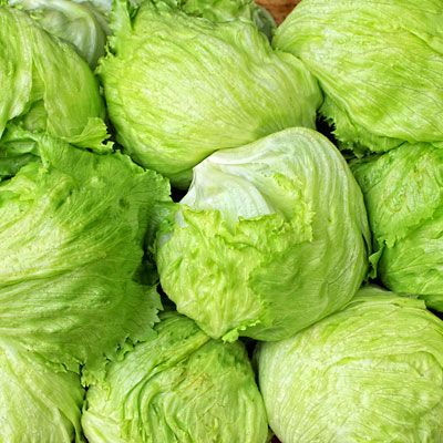 Fresh and crisp Egyptian lettuce